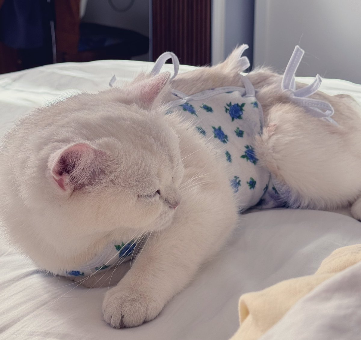 Пикся-С tweet media