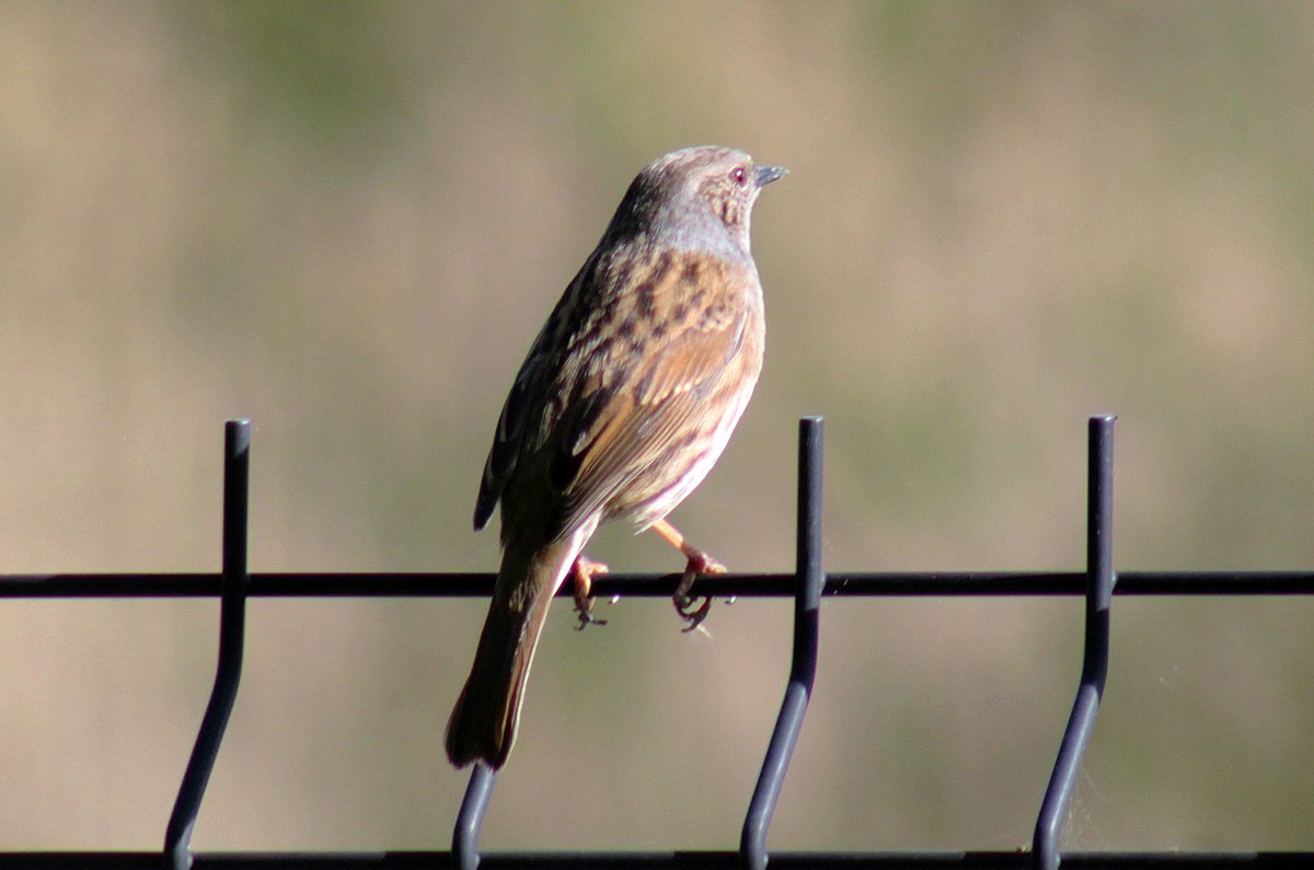 MorvienR's tweet image. Saw a few #BirdsSeenIn2026 on #EasterMonday🐦as I took Lizzie for her daily walk🐶around the public footpath &amp;amp; through the Hampton's in #WorcesterPark Surrey😎@Team4Nature2 @Natures_Voice @NationalRobin @WildlifeTrusts @NatureUK @a_london_pigeon  @BBCSpringwatch @WildernFriends