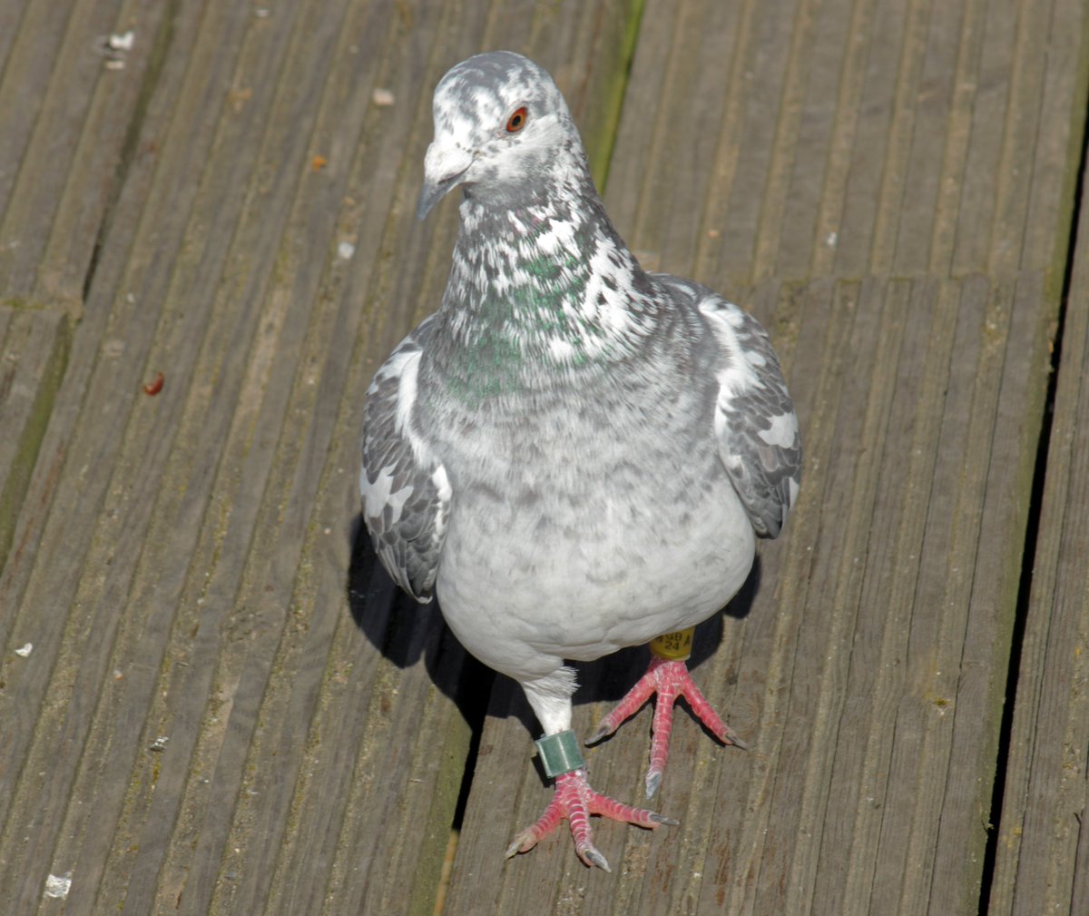 MorvienR's tweet image. Saw a few #BirdsSeenIn2026 on #EasterMonday🐦as I took Lizzie for her daily walk🐶around the public footpath &amp;amp; through the Hampton's in #WorcesterPark Surrey😎@Team4Nature2 @Natures_Voice @NationalRobin @WildlifeTrusts @NatureUK @a_london_pigeon  @BBCSpringwatch @WildernFriends