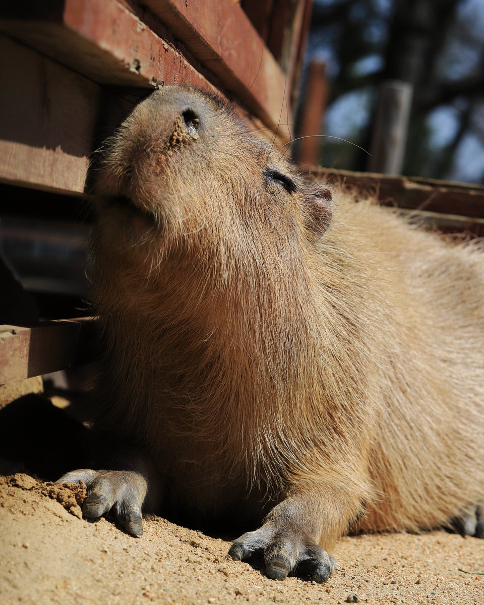 capybara siestantan tweet media