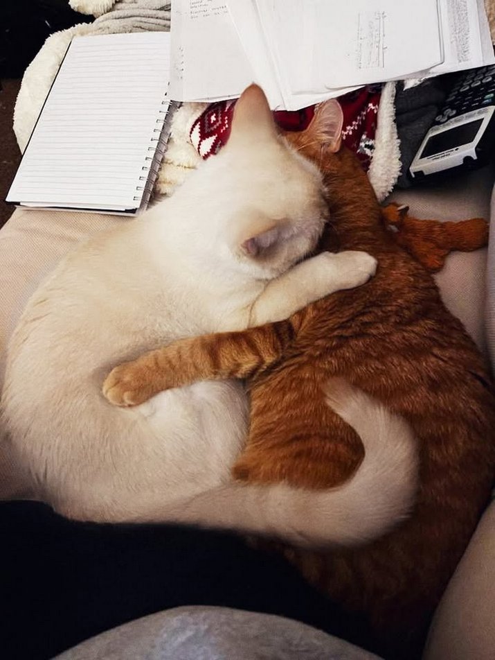 mitski nation tweet media