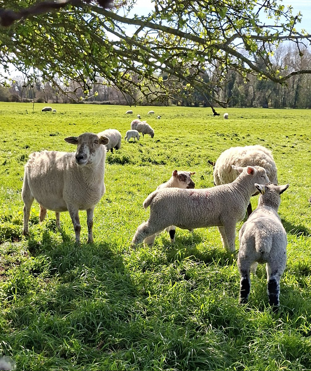 mycathardy's tweet image. Sheep and lambs in Snettisham #sheep #lambs #farming #Norfolk