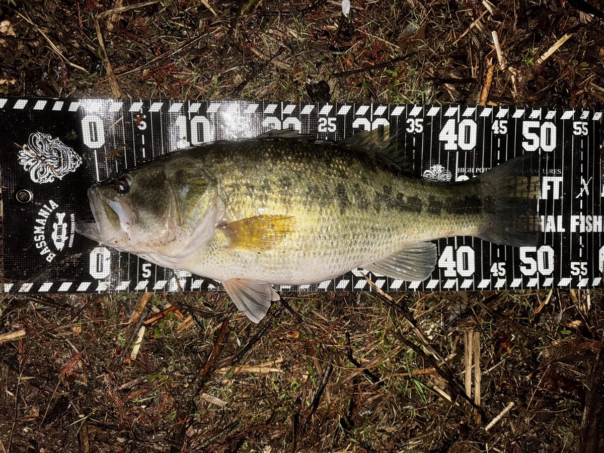 420794's tweet photo. 🔥🎣

50UP👊

#青野ダム
#くんそう寺湖 https://t.co/ZYyOyPO80X
