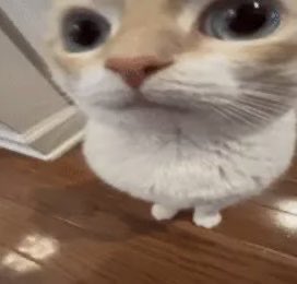 𝖓𝖎𝖎𝖐𝖔 ⚣ ˖ ࣪ ꉂ autistic ivantִֶill .⋆ ‎𖹭 tweet media