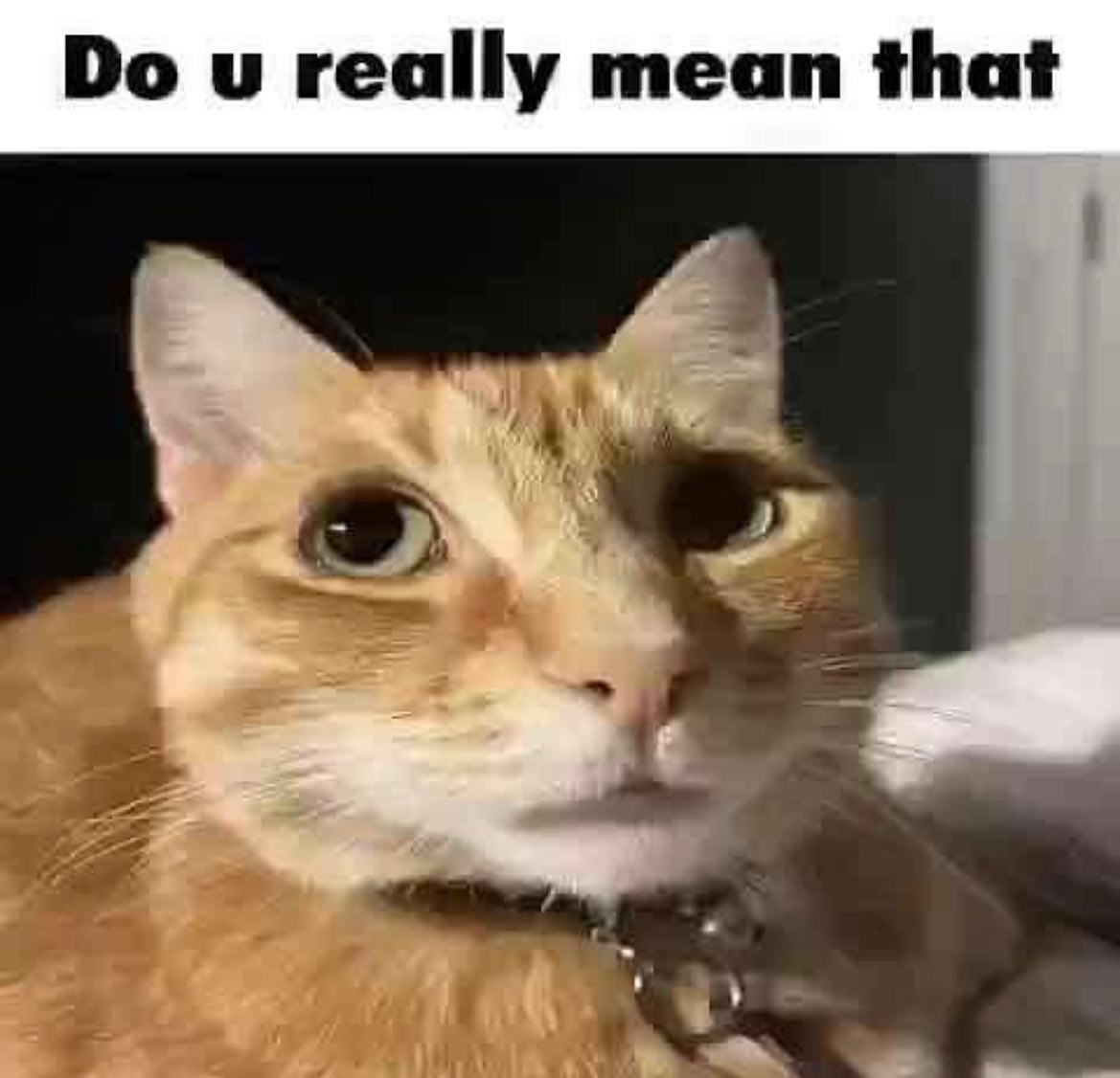 Punch Cat tweet media