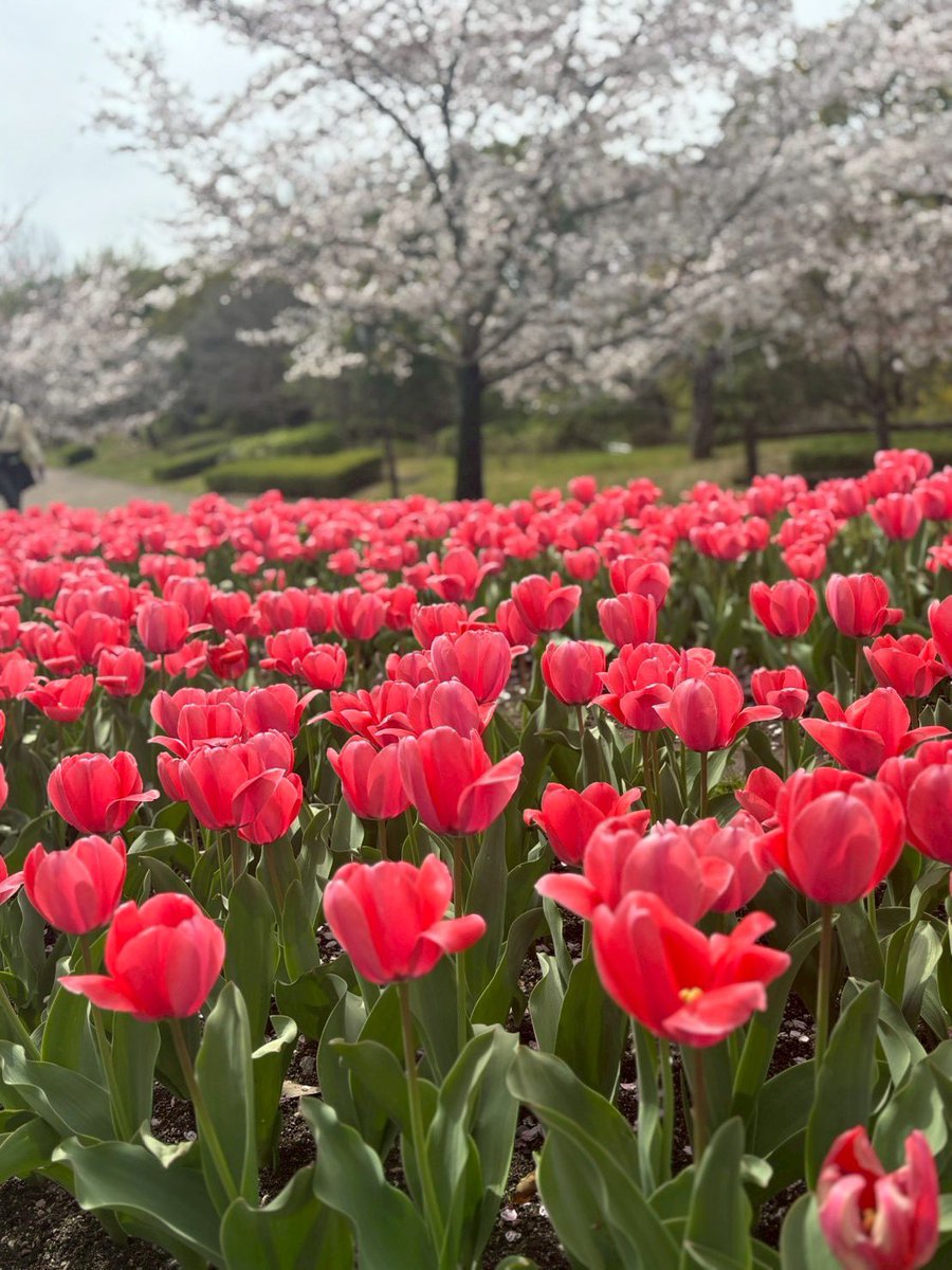 えみりー@アラフィフ体当りライター tweet media