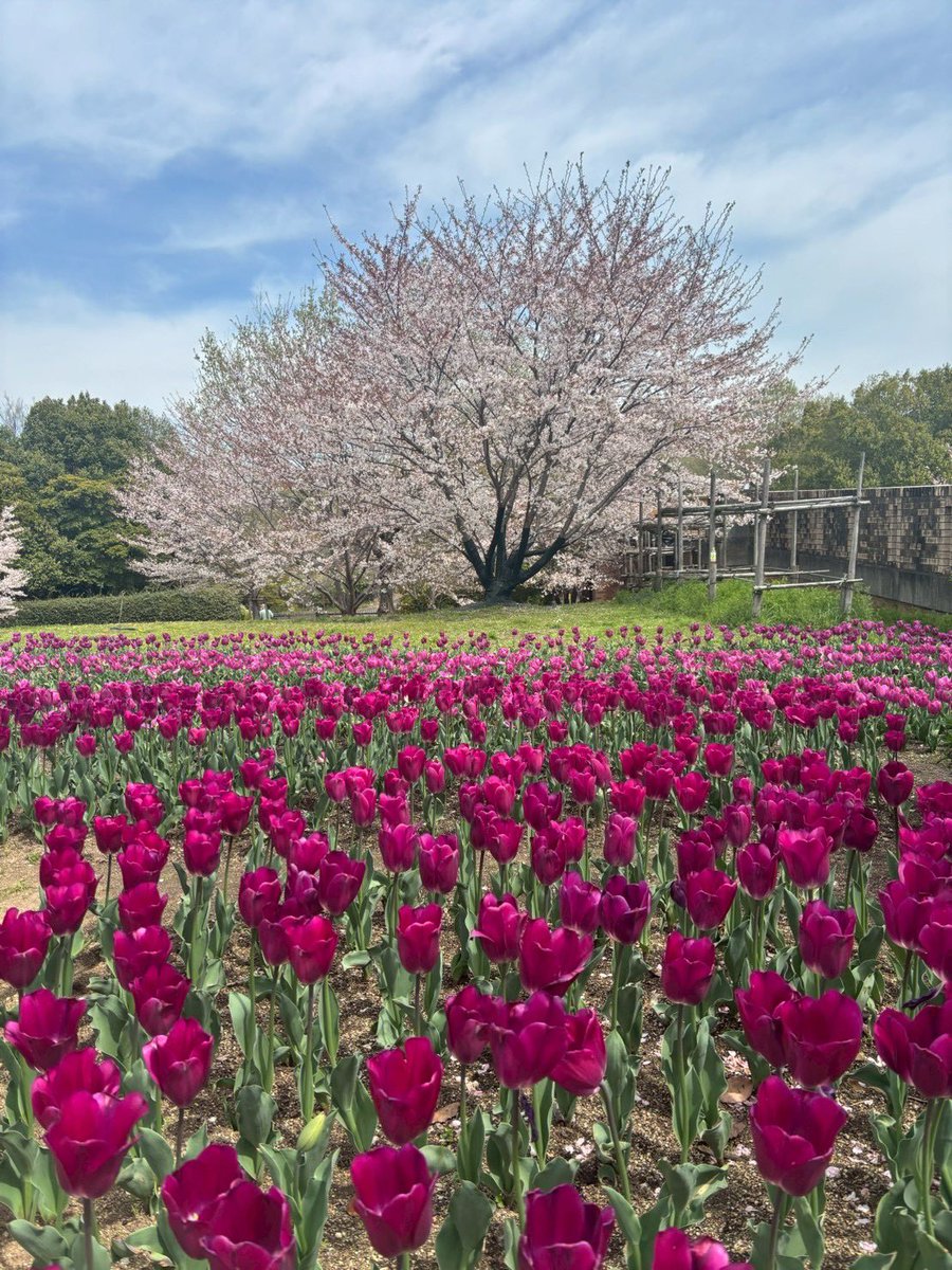 えみりー@アラフィフ体当りライター tweet media