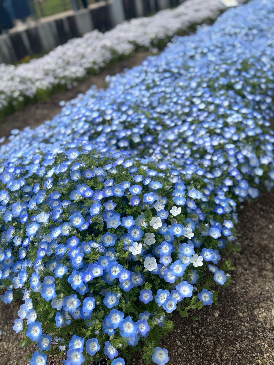 えみりー@アラフィフ体当りライター tweet media