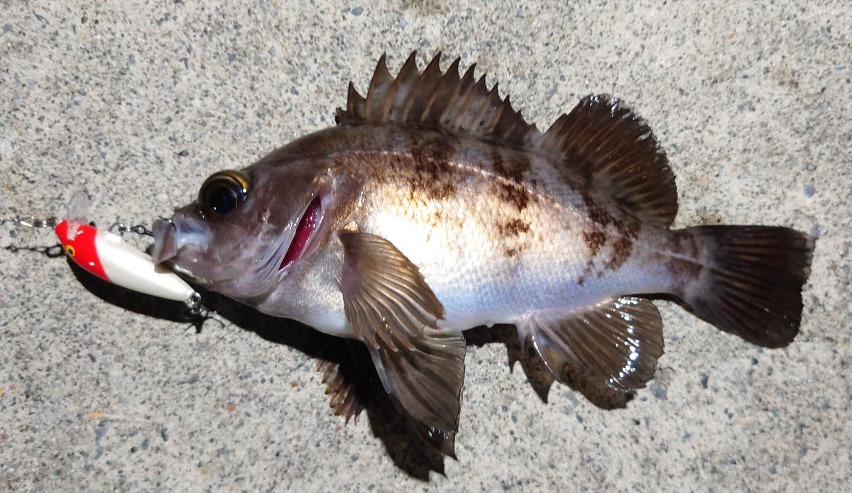 ありBoW@週末釣り日記 tweet media