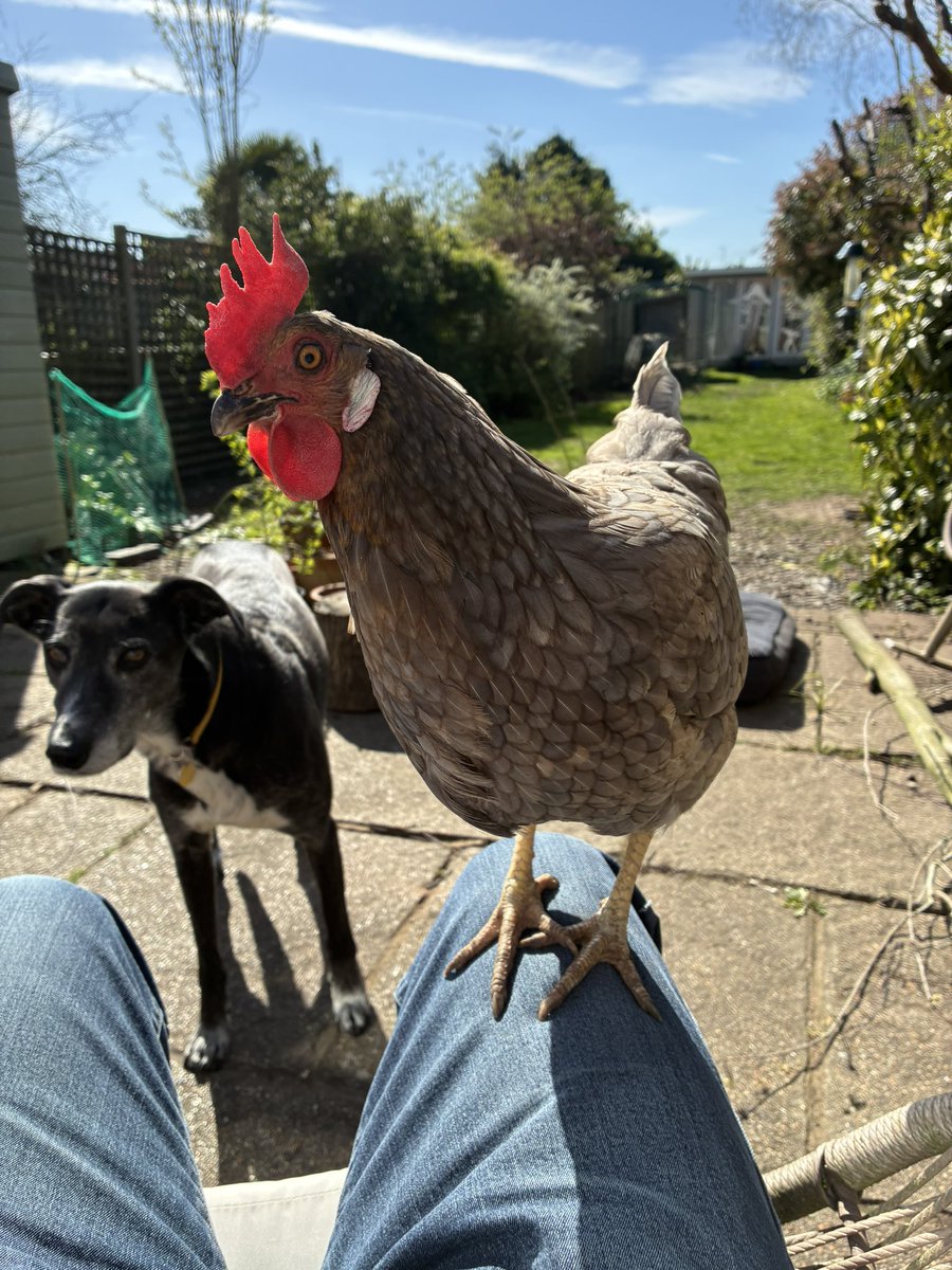 Dick Delingpole tweet media