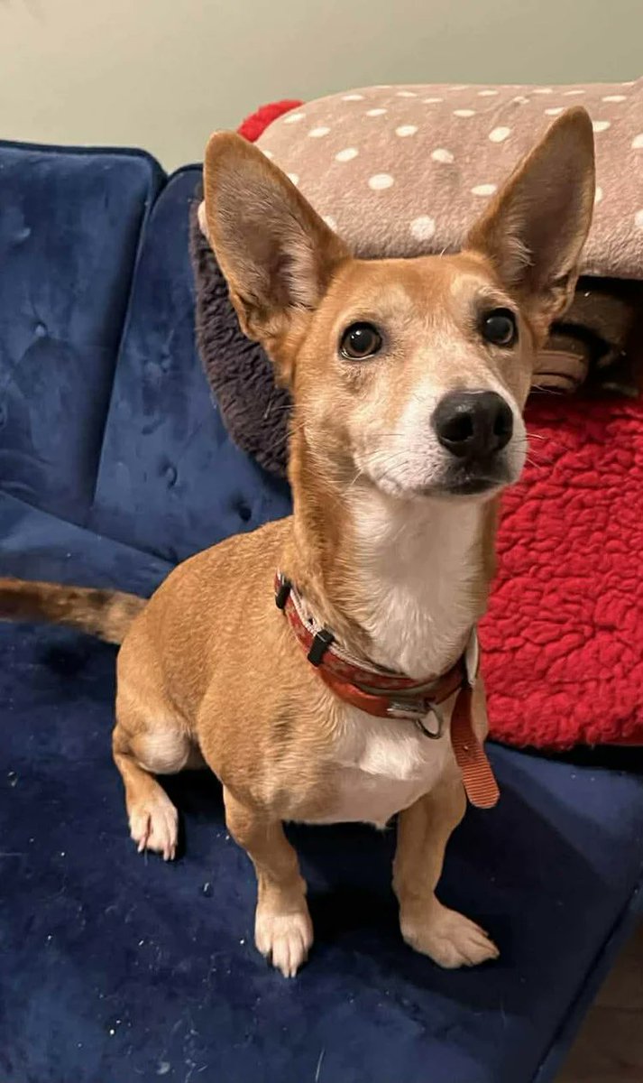 Animal Adoptions UK 🐕‍🦺🐈🐎❤️ tweet media