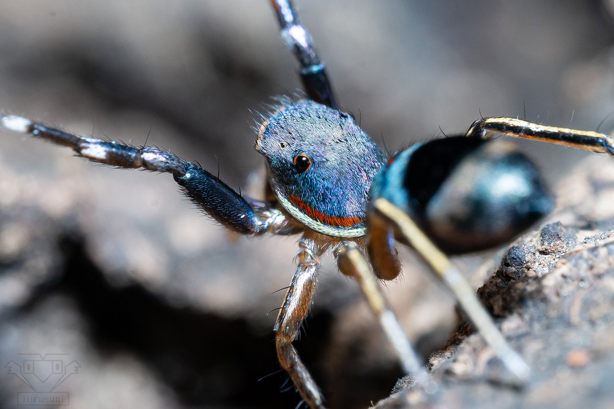 昼杉 起太 tweet media