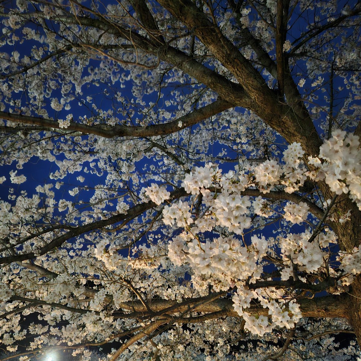 おさつぽてと🍠 tweet media