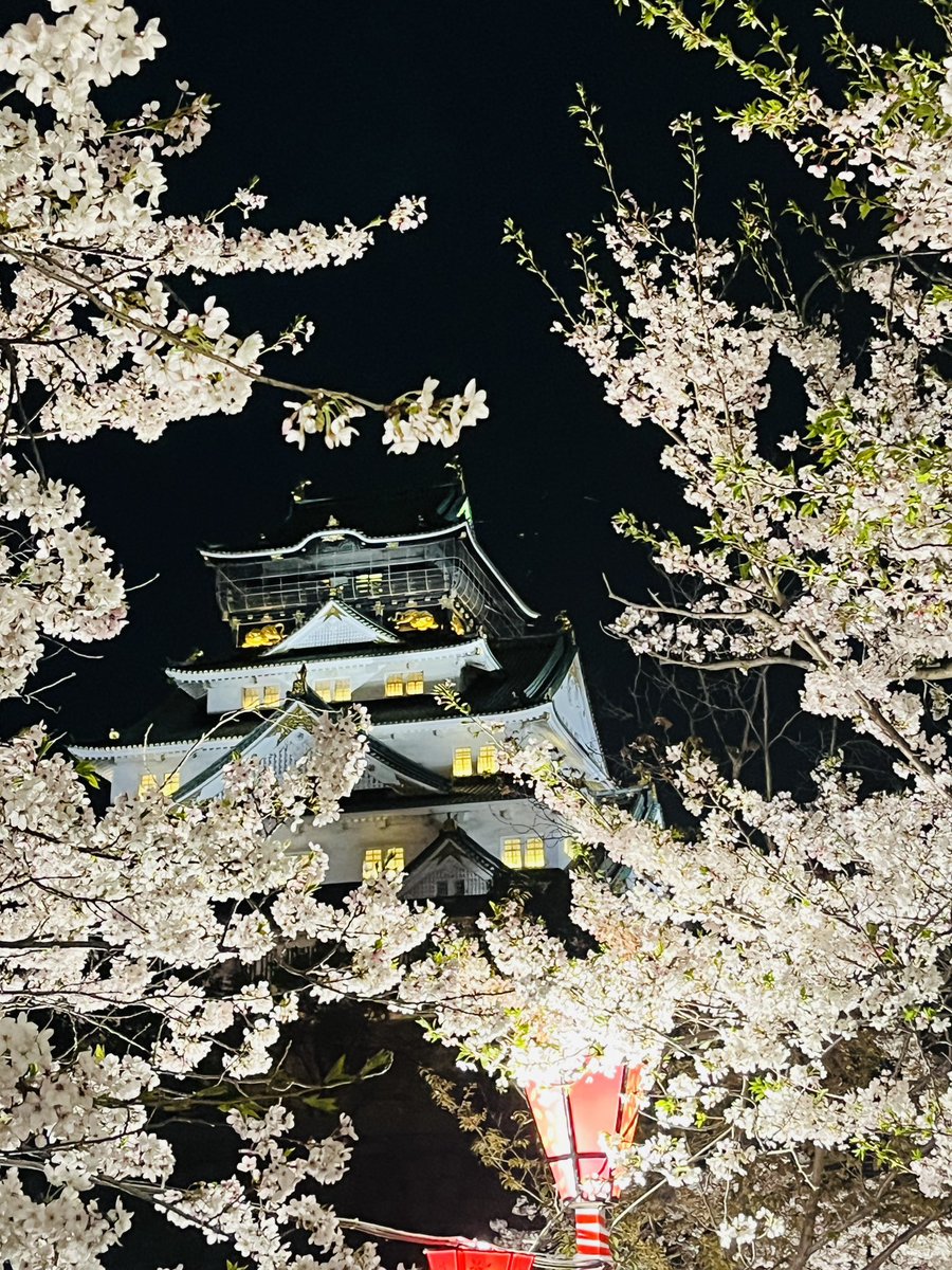 シチマロ🐹 tweet media