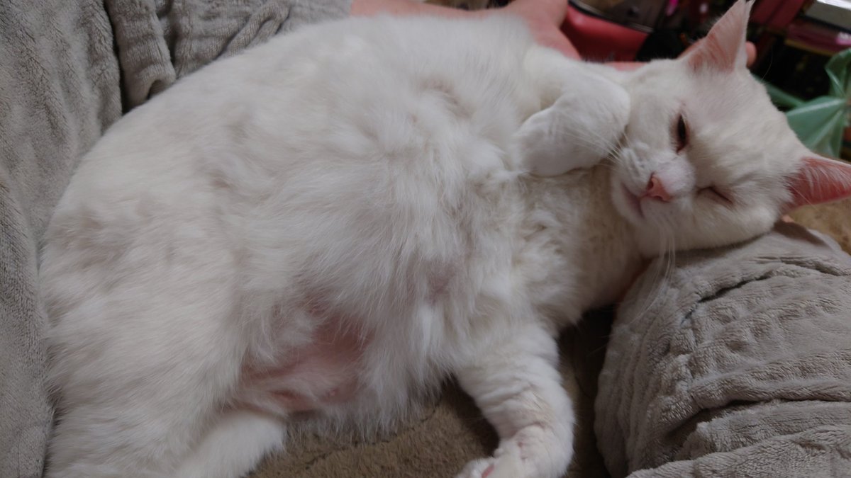 トキトさん tweet media