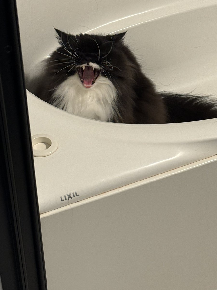 魚介系サイベリアン🐟🐾 tweet media