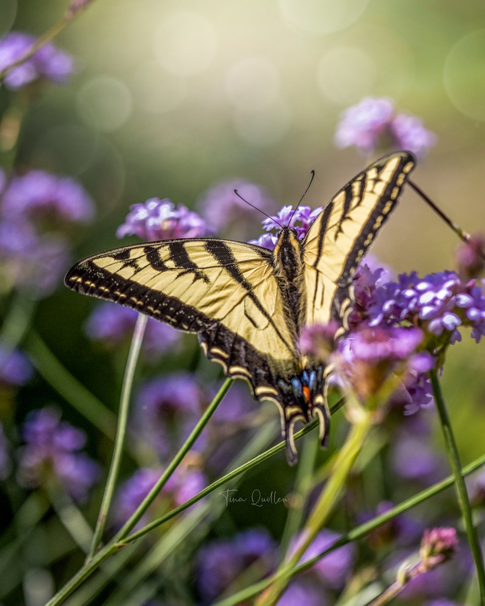 Tina Quillen Photography tweet media