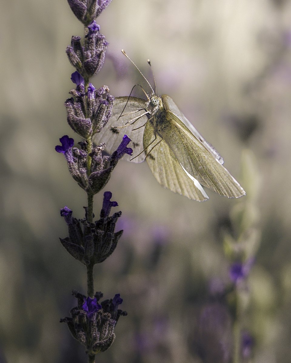 Tina Quillen Photography tweet media