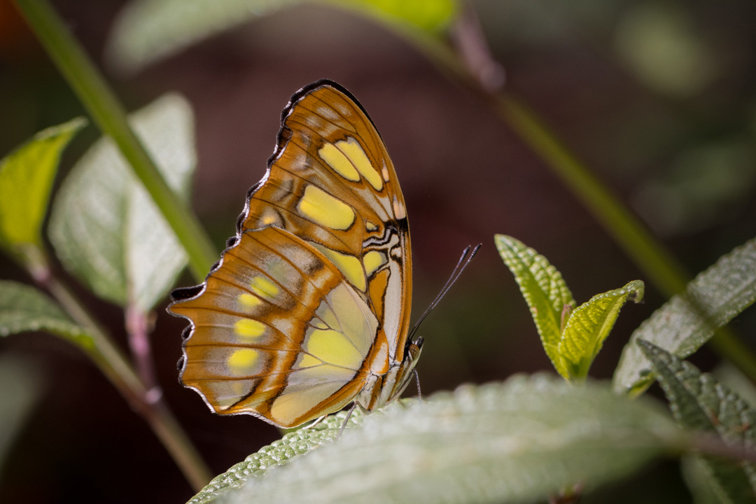 Tina Quillen Photography tweet media