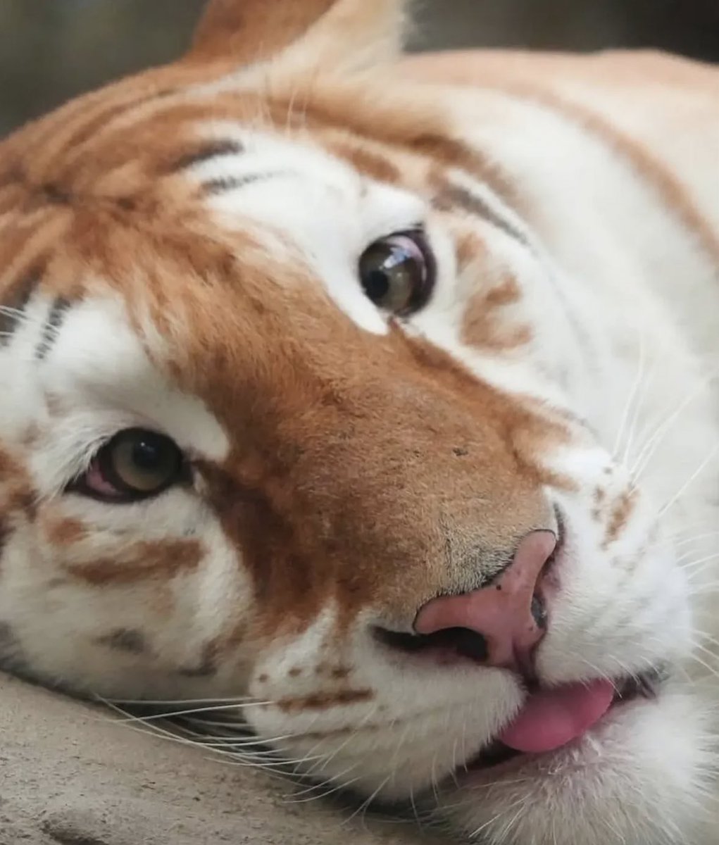 folkative tweet media