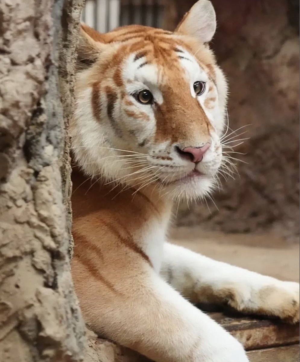 folkative tweet media