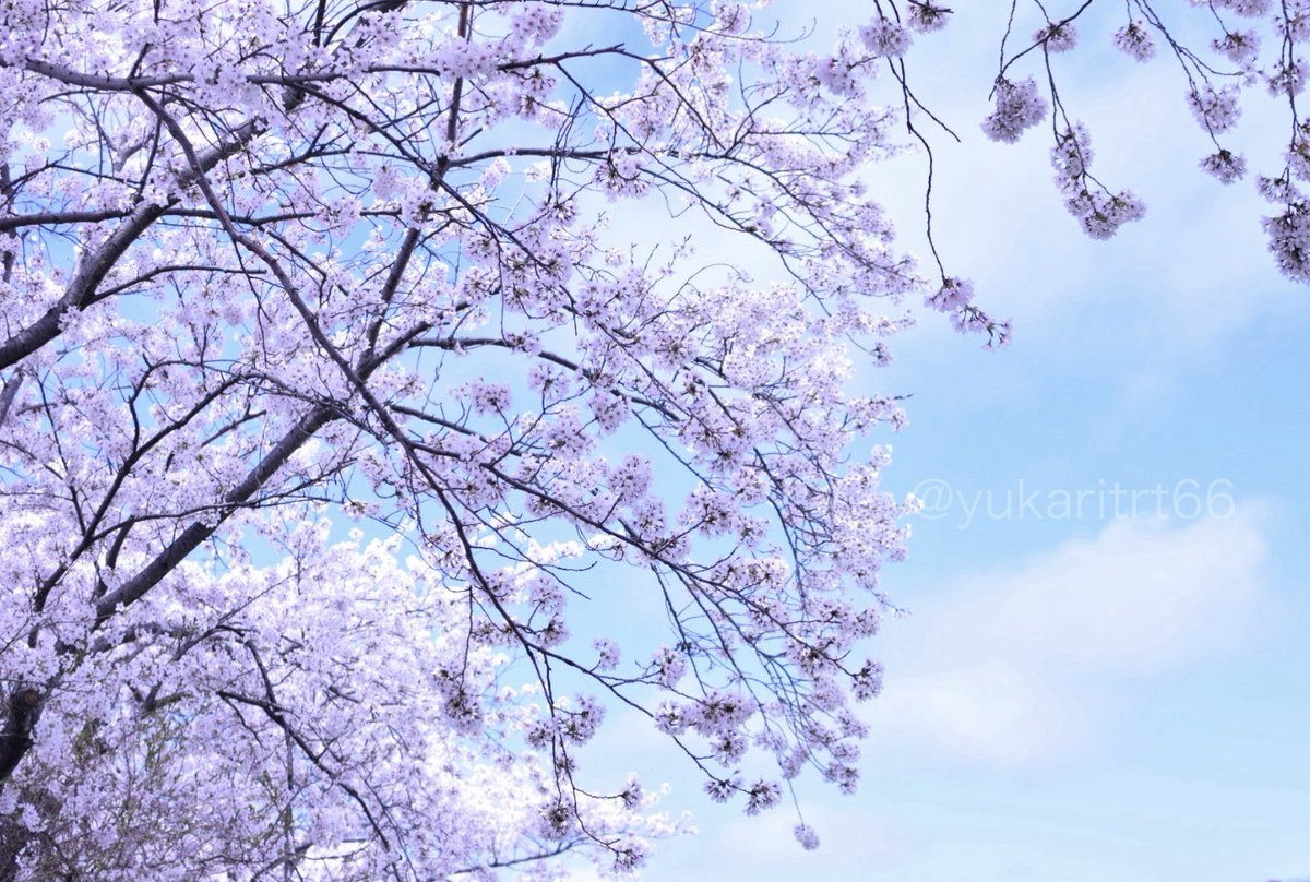 yukaritrt66's tweet image. 東北の桜も満開に🌸
近所だけど綺麗だったーᐠ(*ˊ˘ˋ*)ᐟ♡

 #NikonD5300