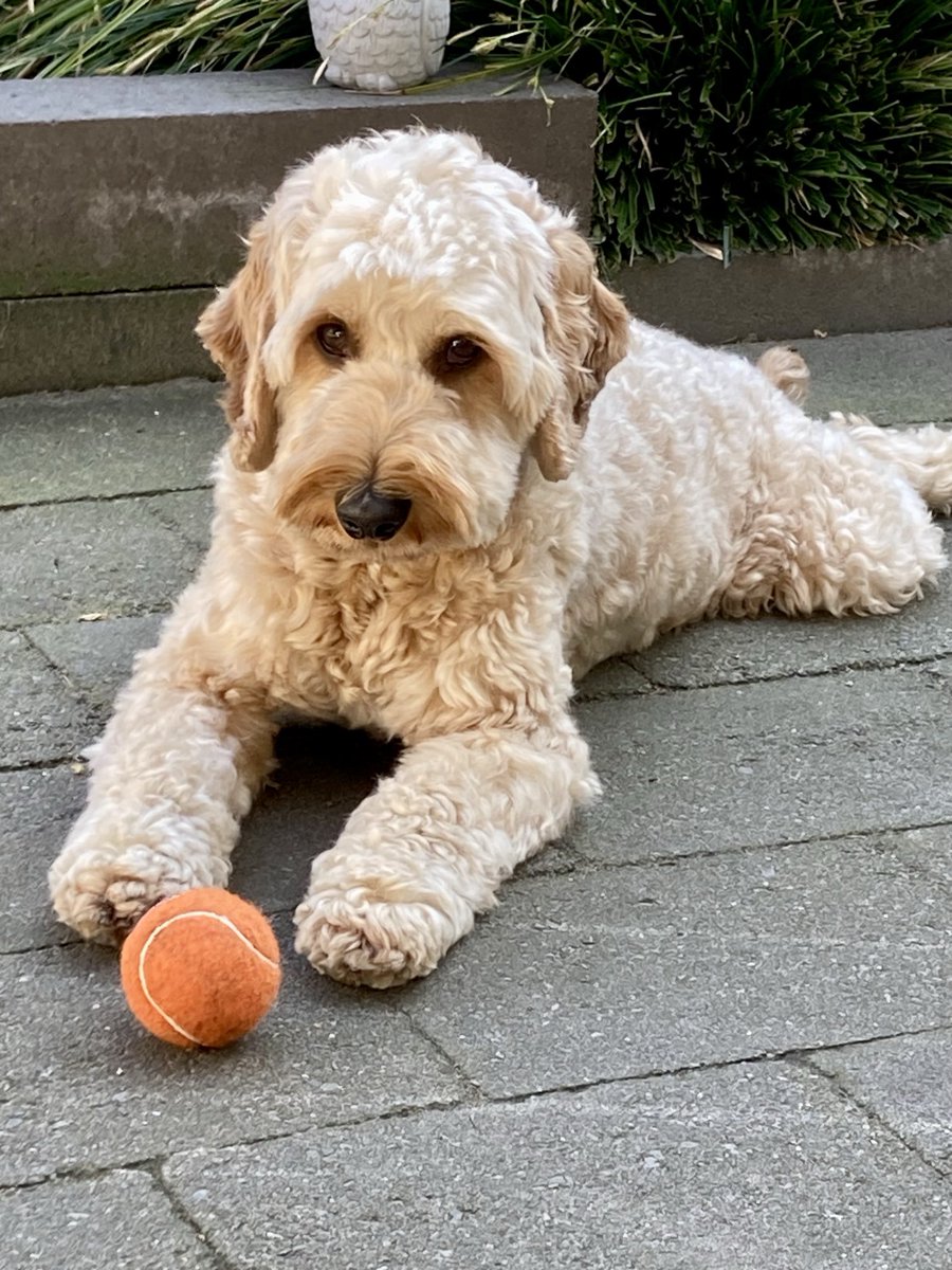 Nikindame tweet media