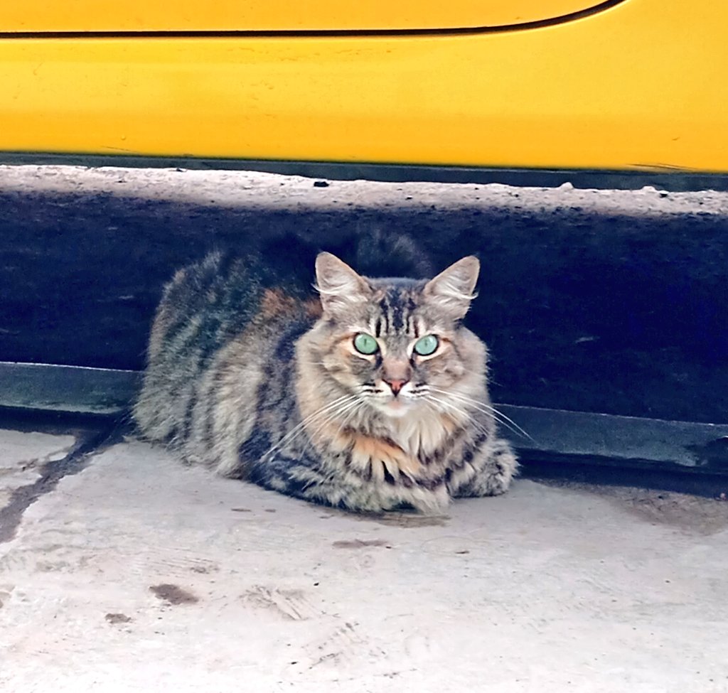 Claudio César 🇵🇸 tweet media