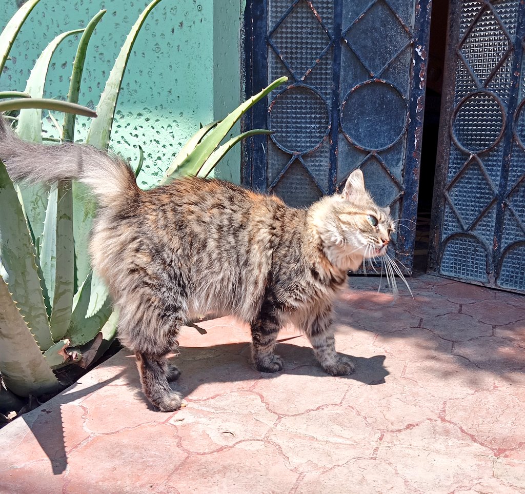 Claudio César 🇵🇸 tweet media