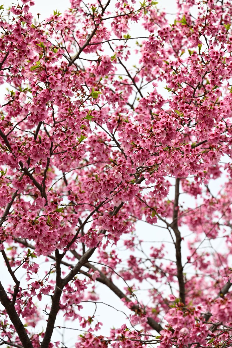 kensukevr6 tweet media