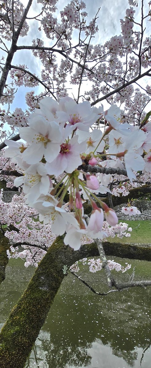 そういえば今年の桜のお花見は、長浜城と彦根城をはしごして観てきたよ!ちょっと散ってたのもあったけど満開寄りだったから綺麗だった! 