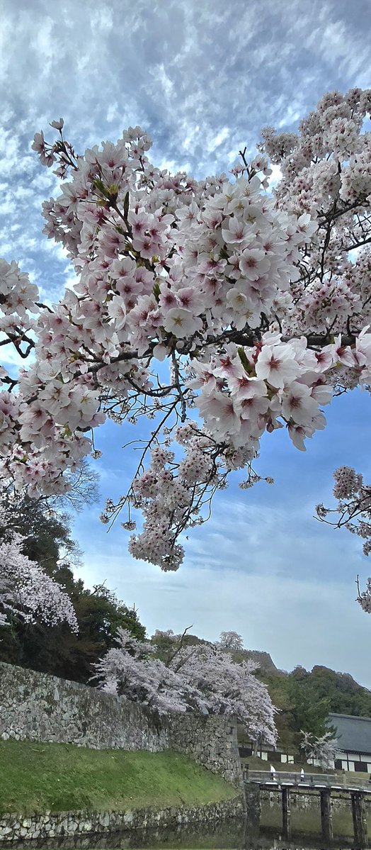 そういえば今年の桜のお花見は、長浜城と彦根城をはしごして観てきたよ!ちょっと散ってたのもあったけど満開寄りだったから綺麗だった! 