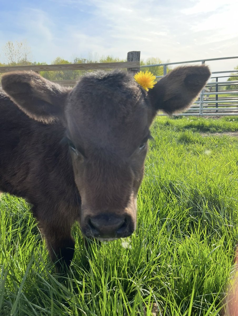 Cattleman🪓 tweet media