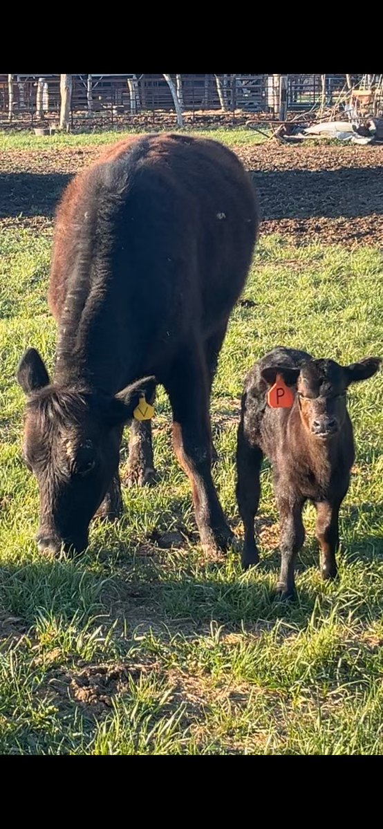 Cattleman🪓 tweet media