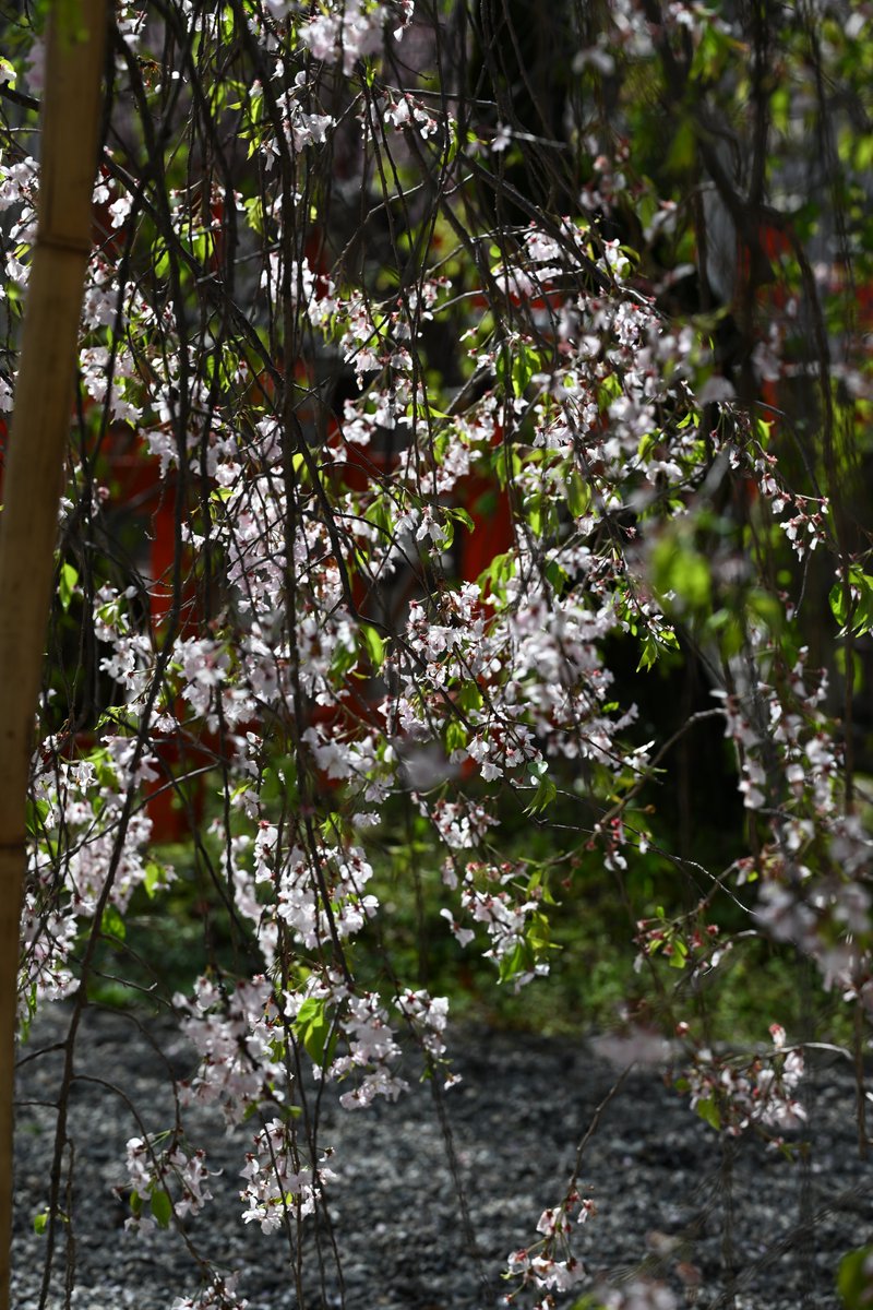 kensukevr6 tweet media