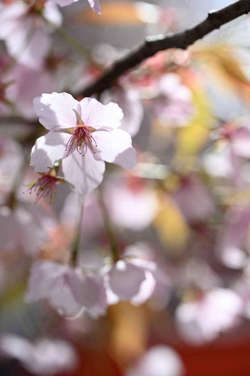 kensukevr6 tweet media