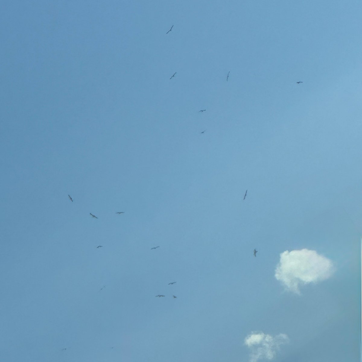 Gusholder Haber Bülteni tweet media