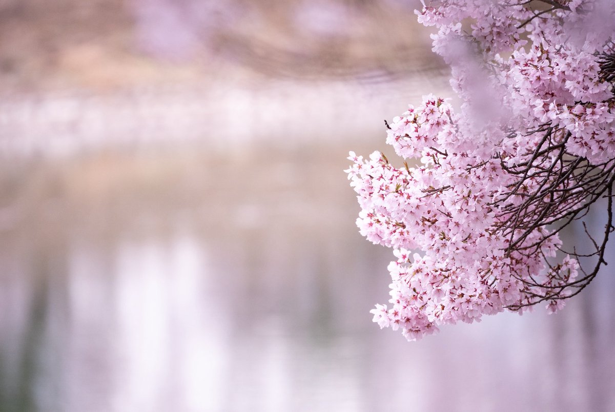 Kotaro//🇺🇸🐈‍⬛ tweet media