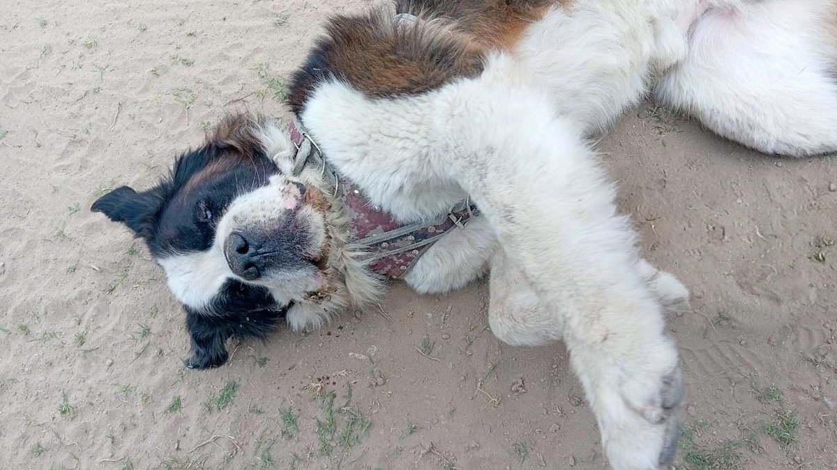 Ari Arciniega tweet media