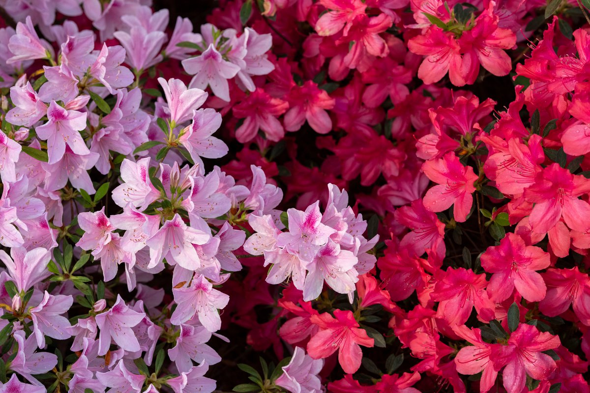 The Masters tweet media