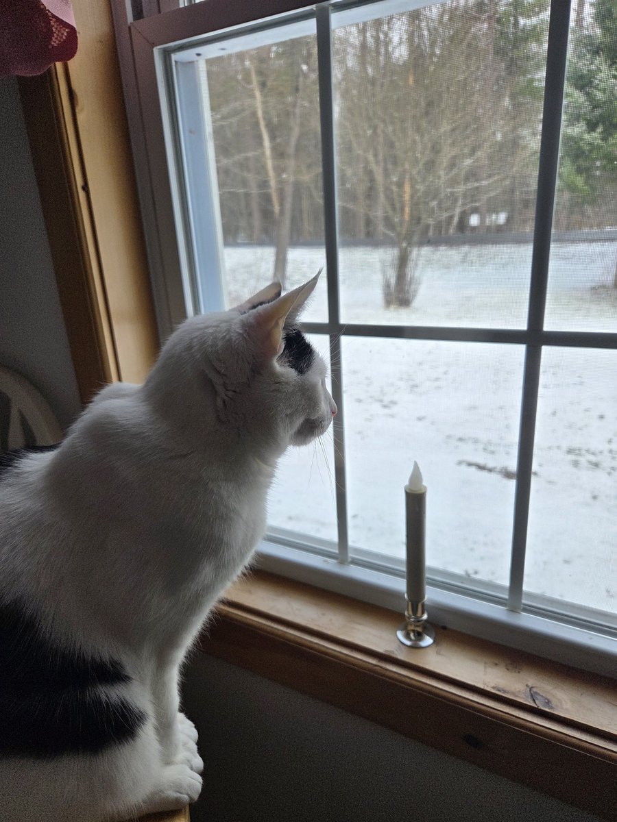 TheSprinklesCat's tweet image. ❤️ a Easter card from our biggest fan, @KentKnight2! Thanks Suki, Kricket, Roxie, Jullian, Tippi, + Papa for being our furrends! ❤️ mew all! Hoppy Easter! Hope mew have a purrfect #MovingMonday! That's snow from last night! #cowcat #CatsofTwitterX #AdoptDontShop #StaySafeFurrends