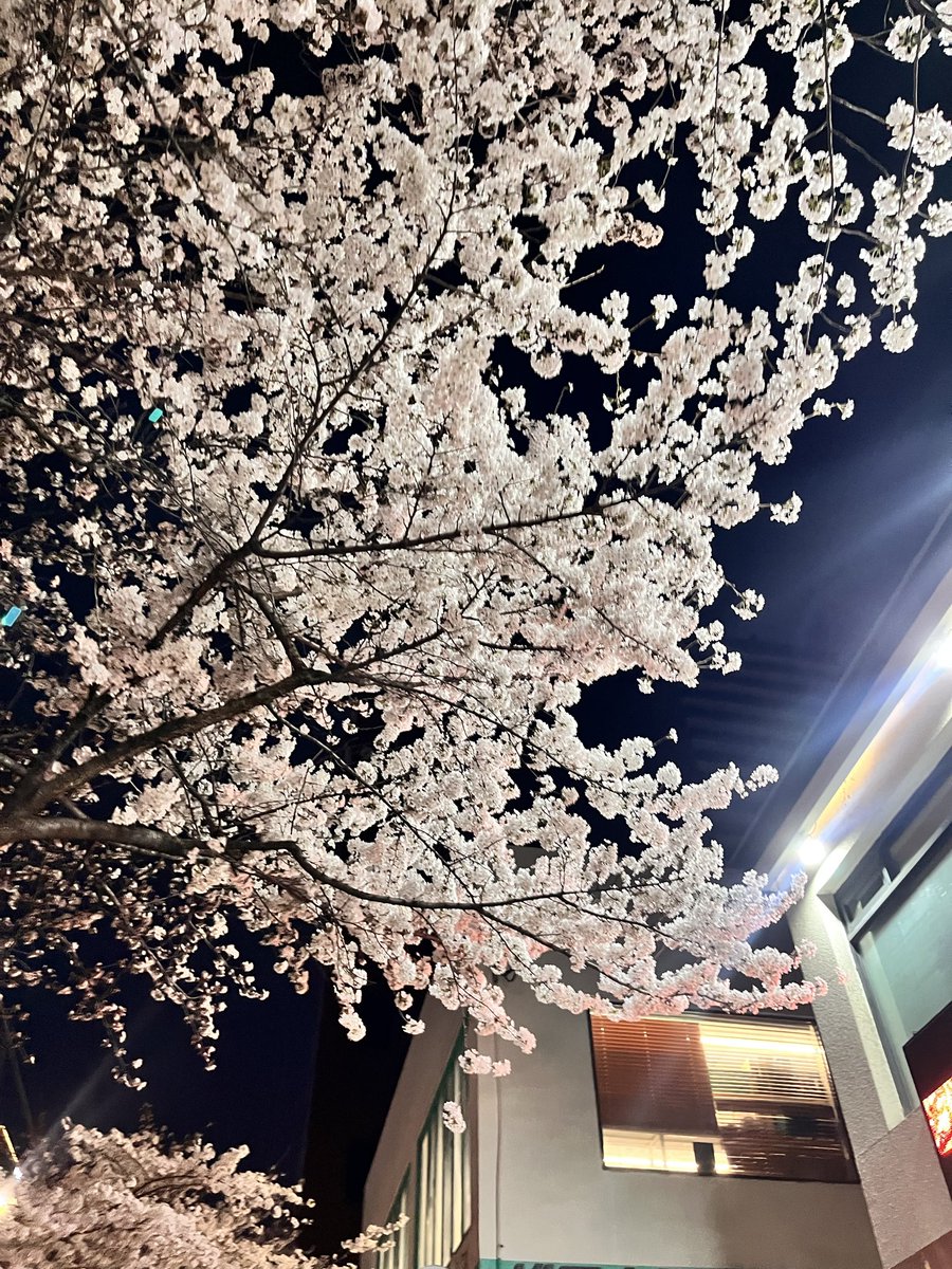 pompom │ 在韓日本人 tweet media