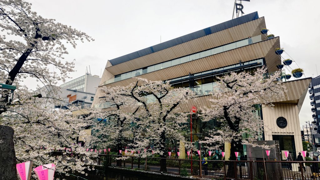 Kei_Randy's tweet photo. 今年も中目黒のスタバロースタリーでお花見出来ました🌸 桜すごく綺麗…！
去年と同じ日に行けて嬉しい笑

フードやドリンクも充実していてとても美味しかったです😆

最初曇ってたけど、お店出る頃には晴れて最高でした✨

 #中目黒
 #桜
 #スターバックスロースタリー東京
 #Starbucks https://t.co/wtKmzthjX5