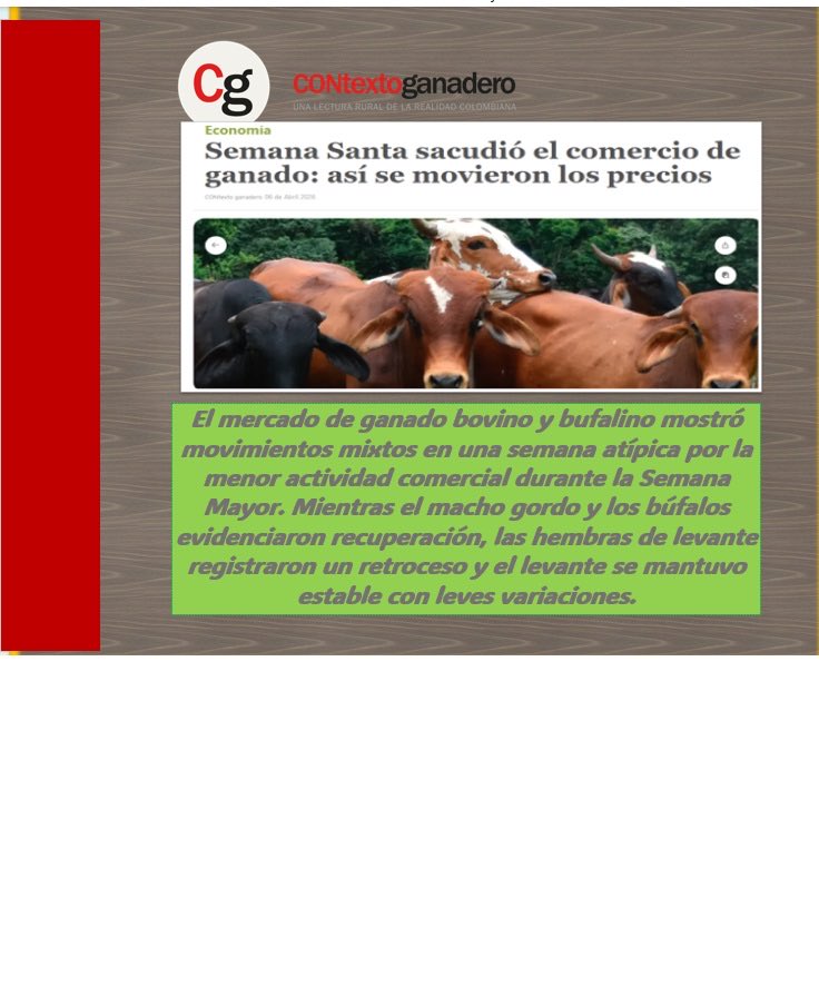 ProyectoIbague's tweet photo. A continuación, CONtexto ganadero presenta las principales novedades del precio del ganado en subastas de la semana del 28 de marzo al 3 de abril de 2026, con base en los datos recopilados por la Oficina de Planeación y Estudios Económicos
⁦@Fedegan⁩ https://t.co/2cd7lP6TLW