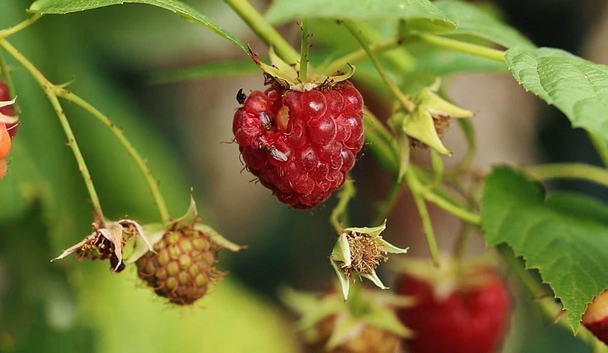 Agricultural Research Service tweet media