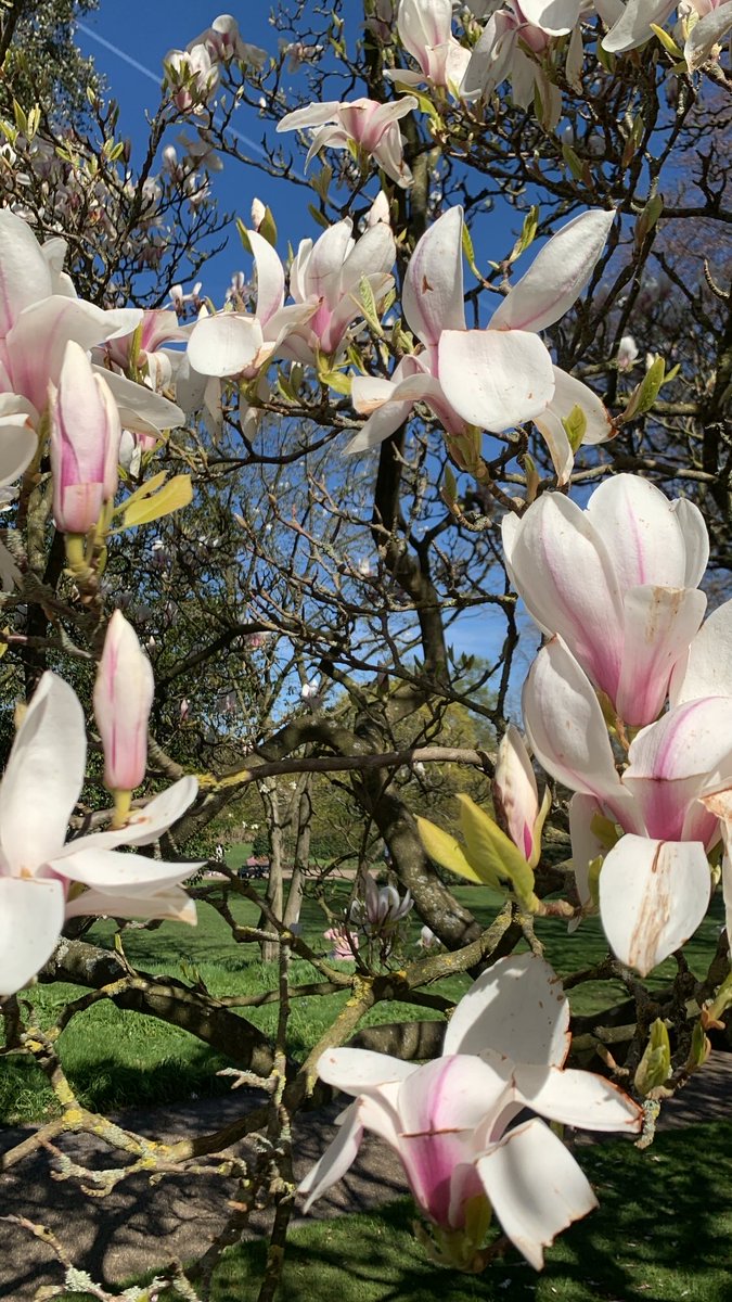 SheIs_Mina's tweet image. Spring is here finally 🩷#BankHolidayMonday