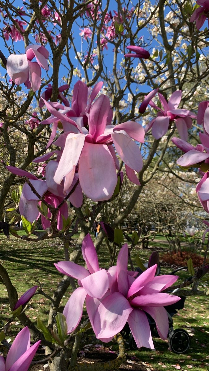 SheIs_Mina's tweet image. Spring is here finally 🩷#BankHolidayMonday