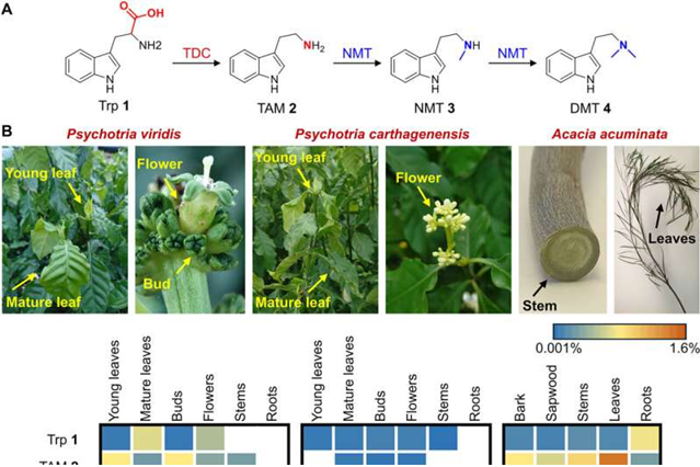 DanielNorero's tweet image. Engineered tobacco plant can produce five psychedelics, including psilocybin and DMT 🧠🌵🌱🧪phys.org/news/2026-04-t…

#psychedelics #biotech #plants #psilocybin #DMT #science #psychiatry