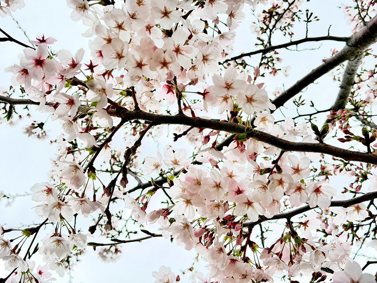 竹井亮介 tweet media