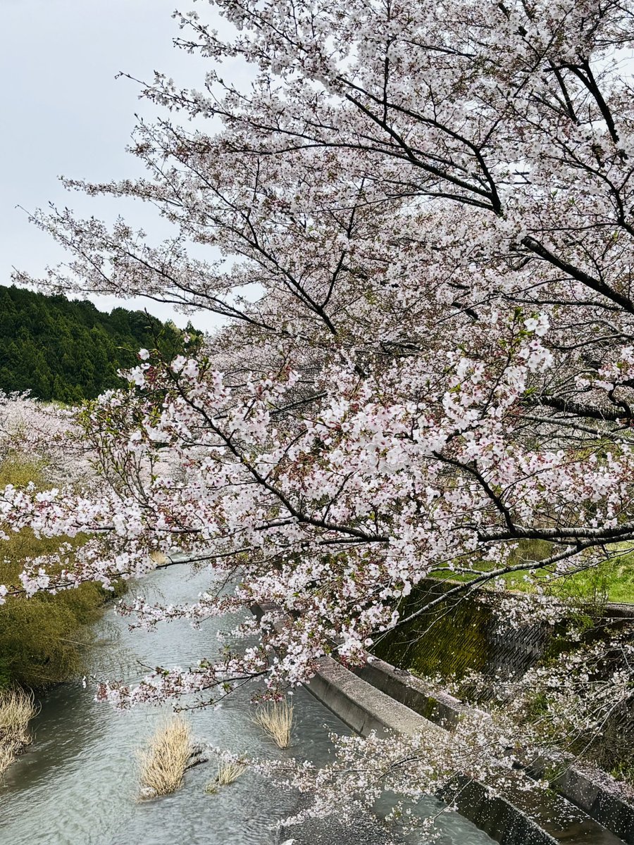 T104_Coco's tweet photo. 昨日はやっと🌸お花見🌸桜綺麗でした。前日雨降ったから心配だったけど大丈夫でした☺️桜🌸見ながらBBQ(宴会？)でワイワイガヤガヤ😆 https://t.co/fKNkH238Pb